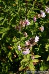 Photo: Saponaria officinalis 11.