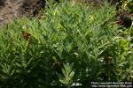 Photo: Salvia officinalis 15.