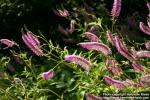 Photo: Sanguisorba hakusanensis 11.