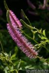 Photo: Sanguisorba hakusanensis 12.