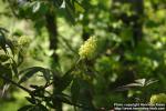 Photo: Sambucus racemosa 39.