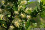 Photo: Salix glauca 3.