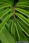 Photo: Sanguisorba canadensis 4.