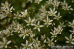 Photo: Saxifraga rotundifolia 1.