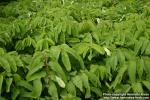 Photo: Sanguisorba hakusanensis 13.