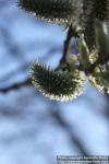 Photo: Salix 22.