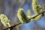 Photo: Salix 27.