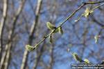 Photo: Salix 28.