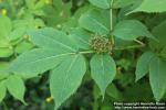 Photo: Sambucus racemosa 42.