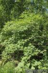 Photo: Sambucus racemosa 44.