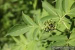 Photo: Sambucus racemosa 46.