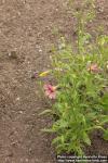 Photo: Salpiglossis sinuata 3.