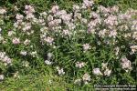 Photo: Saponaria officinalis 13.