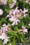 Photo: Saponaria officinalis 14.