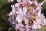 Photo: Saponaria officinalis 16.