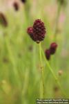 Photo: Sanguisorba officinalis 08.