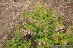 Photo: Clinopodium grandiflorum 09.