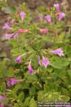 Photo: Clinopodium grandiflorum 11.