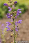 Photo: Salvia pratensis 2.