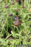 Photo: Salvia columbariae 4.