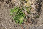 Photo: Saxifraga cotyledon 05.