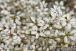 Photo: Saxifraga cotyledon 07.