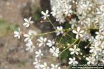 Photo: Saxifraga cotyledon 10.