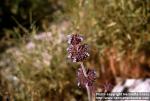 Photo: Salvia columbariae 1.