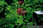 Photo: Sambucus racemosa 5.