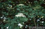 Photo: Sambucus nigra 3.