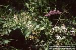 Photo: Salvia verticillata 1.