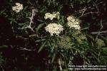 Photo: Sambucus nigra 5.