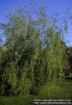 Photo: Salix babylonica.