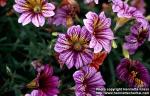 Photo: Salpiglossis sinuata 1.