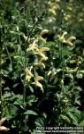 Photo: Salvia glutinosa.