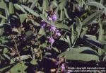 Photo: Salvia officinalis 1.