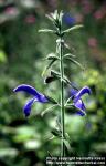 Photo: Salvia patens 1.