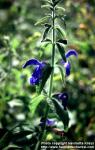 Photo: Salvia patens 3.