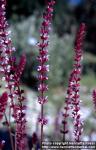 Photo: Salvia sylvestris 4.