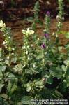 Photo: Salvia viridis.