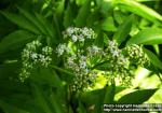 Photo: Sambucus ebulus 1.