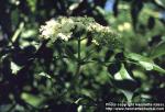 Photo: Sambucus nigra 7.