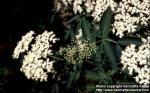 Photo: Sambucus nigra 9.