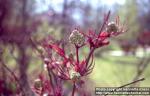 Photo: Sambucus racemosa 11.