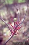 Photo: Sambucus racemosa 12.