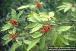 Photo: Sambucus racemosa 3.