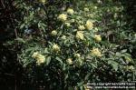 Photo: Sambucus racemosa 6.