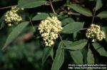 Photo: Sambucus racemosa 7.