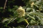 Photo: Sambucus racemosa.