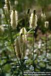 Photo: Sanguisorba canadensis 1.